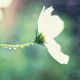 灰常记忆-<span class="yue-author-wrapper">子午<span class="yue-location"><svg class="yue-icon" viewBox="0 0 368.666 368.666" width="14" height="14"><g><path d="M184.333,0C102.01,0,35.036,66.974,35.036,149.297c0,33.969,11.132,65.96,32.193,92.515c27.27,34.383,106.572,116.021,109.934,119.479l7.169,7.375l7.17-7.374c3.364-3.46,82.69-85.116,109.964-119.51c21.042-26.534,32.164-58.514,32.164-92.485C333.63,66.974,266.656,0,184.333,0z M285.795,229.355c-21.956,27.687-80.92,89.278-101.462,110.581c-20.54-21.302-79.483-82.875-101.434-110.552c-18.228-22.984-27.863-50.677-27.863-80.087C55.036,78.002,113.038,20,184.333,20c71.294,0,129.297,58.002,129.296,129.297C313.629,178.709,304.004,206.393,285.795,229.355z"/><path d="M184.333,59.265c-48.73,0-88.374,39.644-88.374,88.374c0,48.73,39.645,88.374,88.374,88.374s88.374-39.645,88.374-88.374S233.063,59.265,184.333,59.265z M184.333,216.013c-37.702,0-68.374-30.673-68.374-68.374c0-37.702,30.673-68.374,68.374-68.374s68.373,30.673,68.374,68.374C252.707,185.341,222.035,216.013,184.333,216.013z"/></g></svg>来自中国·广东省</span></span>