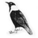 灰常记忆-<span class="yue-author-wrapper">锋子<span class="yue-location"><svg class="yue-icon" viewBox="0 0 368.666 368.666" width="14" height="14"><g><path d="M184.333,0C102.01,0,35.036,66.974,35.036,149.297c0,33.969,11.132,65.96,32.193,92.515c27.27,34.383,106.572,116.021,109.934,119.479l7.169,7.375l7.17-7.374c3.364-3.46,82.69-85.116,109.964-119.51c21.042-26.534,32.164-58.514,32.164-92.485C333.63,66.974,266.656,0,184.333,0z M285.795,229.355c-21.956,27.687-80.92,89.278-101.462,110.581c-20.54-21.302-79.483-82.875-101.434-110.552c-18.228-22.984-27.863-50.677-27.863-80.087C55.036,78.002,113.038,20,184.333,20c71.294,0,129.297,58.002,129.296,129.297C313.629,178.709,304.004,206.393,285.795,229.355z"/><path d="M184.333,59.265c-48.73,0-88.374,39.644-88.374,88.374c0,48.73,39.645,88.374,88.374,88.374s88.374-39.645,88.374-88.374S233.063,59.265,184.333,59.265z M184.333,216.013c-37.702,0-68.374-30.673-68.374-68.374c0-37.702,30.673-68.374,68.374-68.374s68.373,30.673,68.374,68.374C252.707,185.341,222.035,216.013,184.333,216.013z"/></g></svg>来自中国·江苏省</span></span>