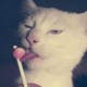 灰常记忆-<span class="yue-author-wrapper">猫猫咪呀<span class="yue-location"><svg class="yue-icon" viewBox="0 0 368.666 368.666" width="14" height="14"><g><path d="M184.333,0C102.01,0,35.036,66.974,35.036,149.297c0,33.969,11.132,65.96,32.193,92.515c27.27,34.383,106.572,116.021,109.934,119.479l7.169,7.375l7.17-7.374c3.364-3.46,82.69-85.116,109.964-119.51c21.042-26.534,32.164-58.514,32.164-92.485C333.63,66.974,266.656,0,184.333,0z M285.795,229.355c-21.956,27.687-80.92,89.278-101.462,110.581c-20.54-21.302-79.483-82.875-101.434-110.552c-18.228-22.984-27.863-50.677-27.863-80.087C55.036,78.002,113.038,20,184.333,20c71.294,0,129.297,58.002,129.296,129.297C313.629,178.709,304.004,206.393,285.795,229.355z"/><path d="M184.333,59.265c-48.73,0-88.374,39.644-88.374,88.374c0,48.73,39.645,88.374,88.374,88.374s88.374-39.645,88.374-88.374S233.063,59.265,184.333,59.265z M184.333,216.013c-37.702,0-68.374-30.673-68.374-68.374c0-37.702,30.673-68.374,68.374-68.374s68.373,30.673,68.374,68.374C252.707,185.341,222.035,216.013,184.333,216.013z"/></g></svg>来自中国·海南省</span></span>