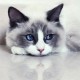 灰常记忆-<span class="yue-author-wrapper">东<span class="yue-location"><svg class="yue-icon" viewBox="0 0 368.666 368.666" width="14" height="14"><g><path d="M184.333,0C102.01,0,35.036,66.974,35.036,149.297c0,33.969,11.132,65.96,32.193,92.515c27.27,34.383,106.572,116.021,109.934,119.479l7.169,7.375l7.17-7.374c3.364-3.46,82.69-85.116,109.964-119.51c21.042-26.534,32.164-58.514,32.164-92.485C333.63,66.974,266.656,0,184.333,0z M285.795,229.355c-21.956,27.687-80.92,89.278-101.462,110.581c-20.54-21.302-79.483-82.875-101.434-110.552c-18.228-22.984-27.863-50.677-27.863-80.087C55.036,78.002,113.038,20,184.333,20c71.294,0,129.297,58.002,129.296,129.297C313.629,178.709,304.004,206.393,285.795,229.355z"/><path d="M184.333,59.265c-48.73,0-88.374,39.644-88.374,88.374c0,48.73,39.645,88.374,88.374,88.374s88.374-39.645,88.374-88.374S233.063,59.265,184.333,59.265z M184.333,216.013c-37.702,0-68.374-30.673-68.374-68.374c0-37.702,30.673-68.374,68.374-68.374s68.373,30.673,68.374,68.374C252.707,185.341,222.035,216.013,184.333,216.013z"/></g></svg>来自中国·上海</span></span>