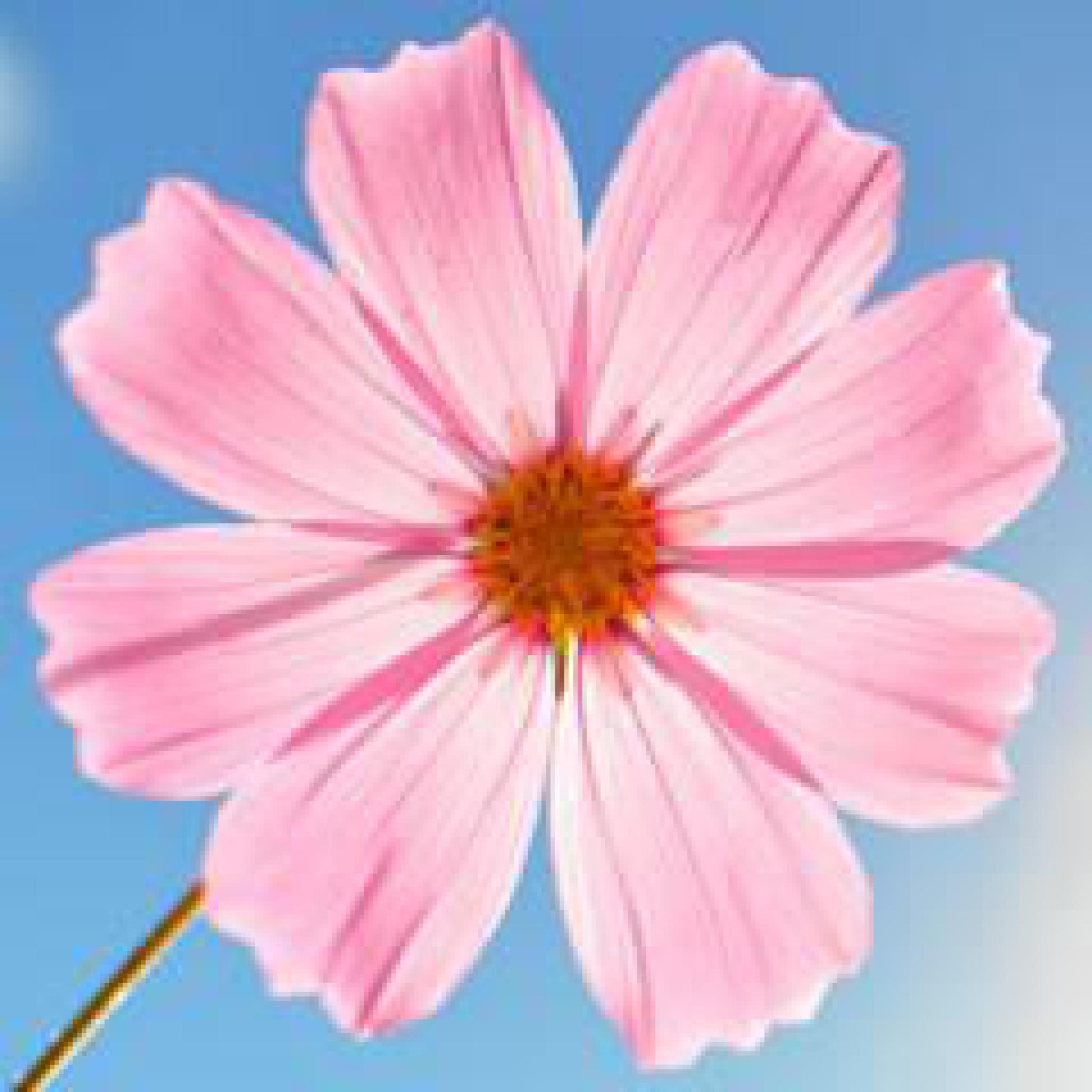 灰常记忆-<span class="yue-author-wrapper">花仙子<span class="yue-location"><svg class="yue-icon" viewBox="0 0 368.666 368.666" width="14" height="14"><g><path d="M184.333,0C102.01,0,35.036,66.974,35.036,149.297c0,33.969,11.132,65.96,32.193,92.515c27.27,34.383,106.572,116.021,109.934,119.479l7.169,7.375l7.17-7.374c3.364-3.46,82.69-85.116,109.964-119.51c21.042-26.534,32.164-58.514,32.164-92.485C333.63,66.974,266.656,0,184.333,0z M285.795,229.355c-21.956,27.687-80.92,89.278-101.462,110.581c-20.54-21.302-79.483-82.875-101.434-110.552c-18.228-22.984-27.863-50.677-27.863-80.087C55.036,78.002,113.038,20,184.333,20c71.294,0,129.297,58.002,129.296,129.297C313.629,178.709,304.004,206.393,285.795,229.355z"/><path d="M184.333,59.265c-48.73,0-88.374,39.644-88.374,88.374c0,48.73,39.645,88.374,88.374,88.374s88.374-39.645,88.374-88.374S233.063,59.265,184.333,59.265z M184.333,216.013c-37.702,0-68.374-30.673-68.374-68.374c0-37.702,30.673-68.374,68.374-68.374s68.373,30.673,68.374,68.374C252.707,185.341,222.035,216.013,184.333,216.013z"/></g></svg>来自Bangladesh·Dhaka Division</span></span>