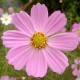 灰常记忆-<span class="yue-author-wrapper">花仙子<span class="yue-location"><svg class="yue-icon" viewBox="0 0 368.666 368.666" width="14" height="14"><g><path d="M184.333,0C102.01,0,35.036,66.974,35.036,149.297c0,33.969,11.132,65.96,32.193,92.515c27.27,34.383,106.572,116.021,109.934,119.479l7.169,7.375l7.17-7.374c3.364-3.46,82.69-85.116,109.964-119.51c21.042-26.534,32.164-58.514,32.164-92.485C333.63,66.974,266.656,0,184.333,0z M285.795,229.355c-21.956,27.687-80.92,89.278-101.462,110.581c-20.54-21.302-79.483-82.875-101.434-110.552c-18.228-22.984-27.863-50.677-27.863-80.087C55.036,78.002,113.038,20,184.333,20c71.294,0,129.297,58.002,129.296,129.297C313.629,178.709,304.004,206.393,285.795,229.355z"/><path d="M184.333,59.265c-48.73,0-88.374,39.644-88.374,88.374c0,48.73,39.645,88.374,88.374,88.374s88.374-39.645,88.374-88.374S233.063,59.265,184.333,59.265z M184.333,216.013c-37.702,0-68.374-30.673-68.374-68.374c0-37.702,30.673-68.374,68.374-68.374s68.373,30.673,68.374,68.374C252.707,185.341,222.035,216.013,184.333,216.013z"/></g></svg>来自中国·河南省</span></span>