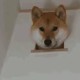 灰常记忆-<span class="yue-author-wrapper">老灵<span class="yue-location"><svg class="yue-icon" viewBox="0 0 368.666 368.666" width="14" height="14"><g><path d="M184.333,0C102.01,0,35.036,66.974,35.036,149.297c0,33.969,11.132,65.96,32.193,92.515c27.27,34.383,106.572,116.021,109.934,119.479l7.169,7.375l7.17-7.374c3.364-3.46,82.69-85.116,109.964-119.51c21.042-26.534,32.164-58.514,32.164-92.485C333.63,66.974,266.656,0,184.333,0z M285.795,229.355c-21.956,27.687-80.92,89.278-101.462,110.581c-20.54-21.302-79.483-82.875-101.434-110.552c-18.228-22.984-27.863-50.677-27.863-80.087C55.036,78.002,113.038,20,184.333,20c71.294,0,129.297,58.002,129.296,129.297C313.629,178.709,304.004,206.393,285.795,229.355z"/><path d="M184.333,59.265c-48.73,0-88.374,39.644-88.374,88.374c0,48.73,39.645,88.374,88.374,88.374s88.374-39.645,88.374-88.374S233.063,59.265,184.333,59.265z M184.333,216.013c-37.702,0-68.374-30.673-68.374-68.374c0-37.702,30.673-68.374,68.374-68.374s68.373,30.673,68.374,68.374C252.707,185.341,222.035,216.013,184.333,216.013z"/></g></svg>来自中国·香港特别行政区</span></span>