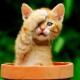 灰常记忆-<span class="yue-author-wrapper">关于爱情<span class="yue-location"><svg class="yue-icon" viewBox="0 0 368.666 368.666" width="14" height="14"><g><path d="M184.333,0C102.01,0,35.036,66.974,35.036,149.297c0,33.969,11.132,65.96,32.193,92.515c27.27,34.383,106.572,116.021,109.934,119.479l7.169,7.375l7.17-7.374c3.364-3.46,82.69-85.116,109.964-119.51c21.042-26.534,32.164-58.514,32.164-92.485C333.63,66.974,266.656,0,184.333,0z M285.795,229.355c-21.956,27.687-80.92,89.278-101.462,110.581c-20.54-21.302-79.483-82.875-101.434-110.552c-18.228-22.984-27.863-50.677-27.863-80.087C55.036,78.002,113.038,20,184.333,20c71.294,0,129.297,58.002,129.296,129.297C313.629,178.709,304.004,206.393,285.795,229.355z"/><path d="M184.333,59.265c-48.73,0-88.374,39.644-88.374,88.374c0,48.73,39.645,88.374,88.374,88.374s88.374-39.645,88.374-88.374S233.063,59.265,184.333,59.265z M184.333,216.013c-37.702,0-68.374-30.673-68.374-68.374c0-37.702,30.673-68.374,68.374-68.374s68.373,30.673,68.374,68.374C252.707,185.341,222.035,216.013,184.333,216.013z"/></g></svg>来自中国·江苏省</span></span>